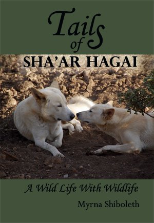 Sha'ar Hagai