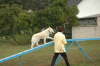 Gila bei Agility