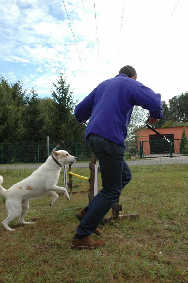 Janus bei Agility